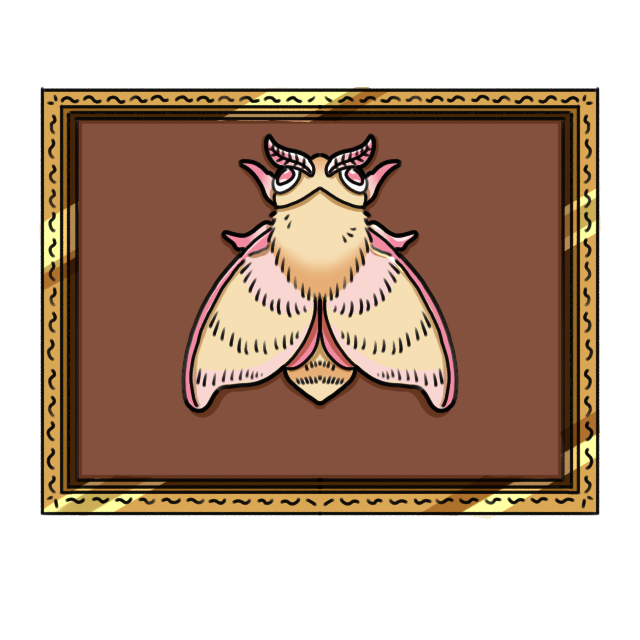 rosy maple moth (dryocampa rubicunda)